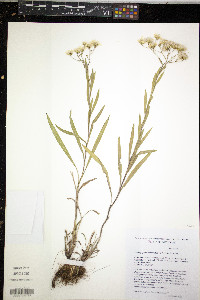 Solidago ptarmicoides image