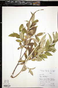 Salix lucida image