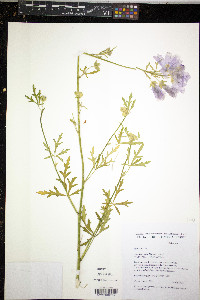 Malva alcea image