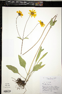 Helianthus occidentalis image