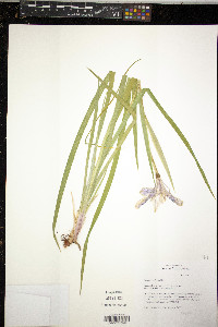 Iris missouriensis image