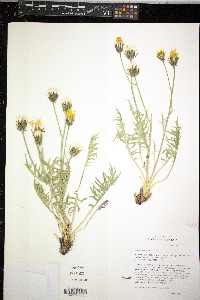 Crepis intermedia image