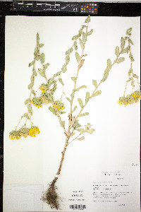 Grindelia ciliata image