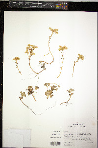 Sedum spathulifolium image