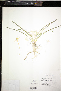 Leucocrinum montanum image