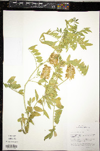 Glycyrrhiza lepidota image