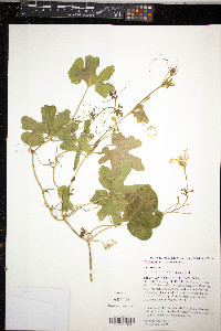 Trichosanthes cucumerina image