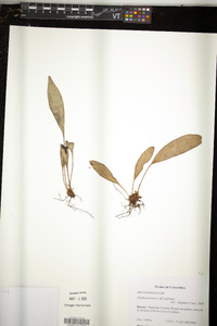 Elaphoglossum latifolium image