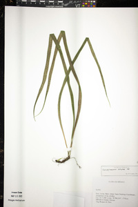 Campyloneurum xalapense image