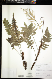 Austroblechnum lherminieri image