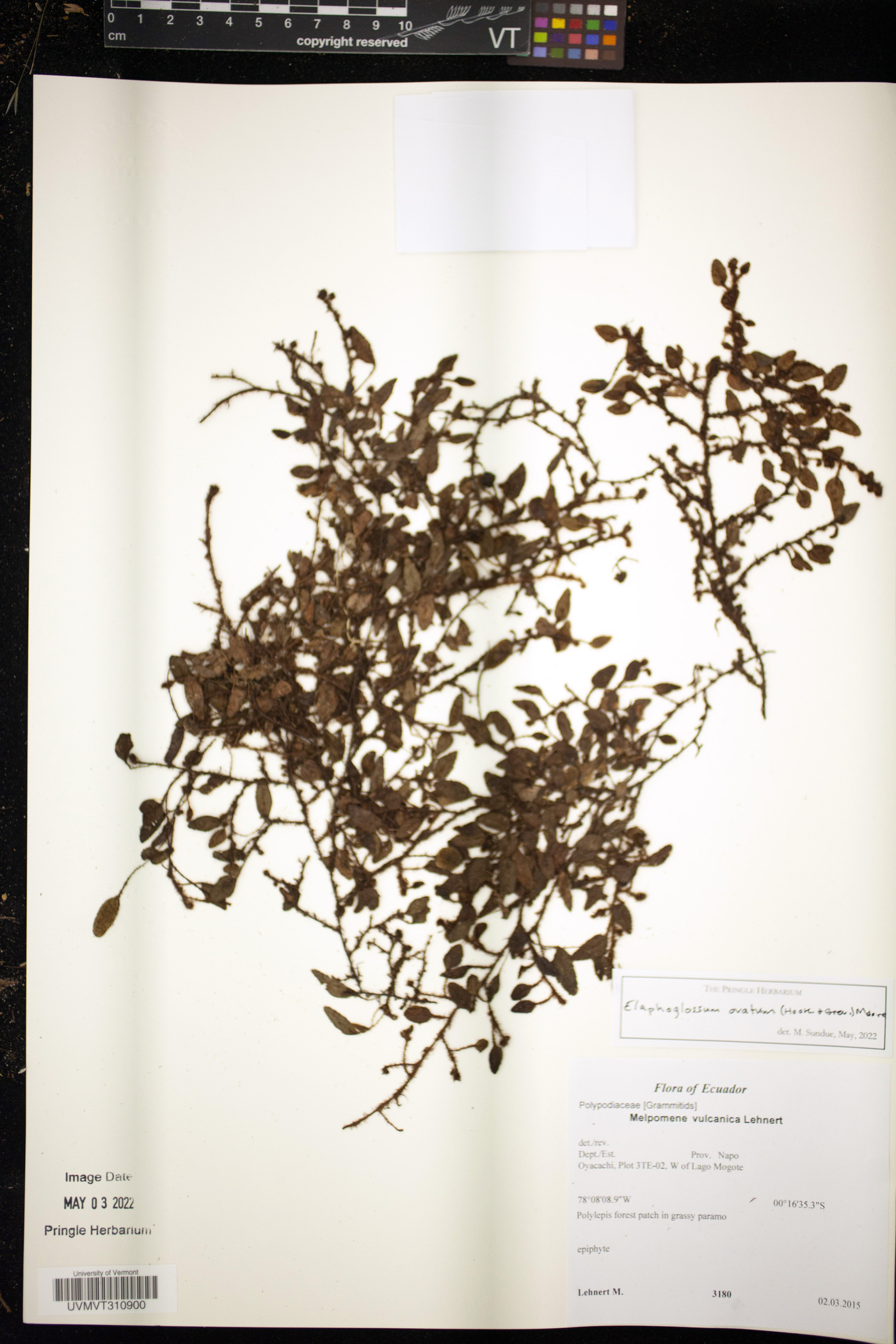 Elaphoglossum ovatum image