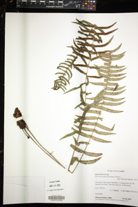 Blechnum appendiculatum image