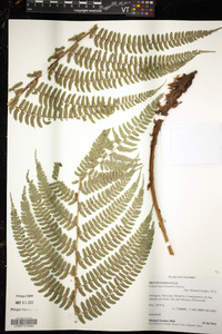 Polystichum lehmannii image