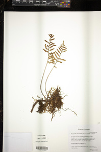 Pleopeltis murorum image