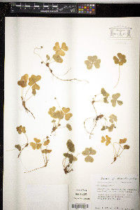 Oxalis acetosella image