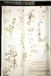 Oxalis conorrhiza image
