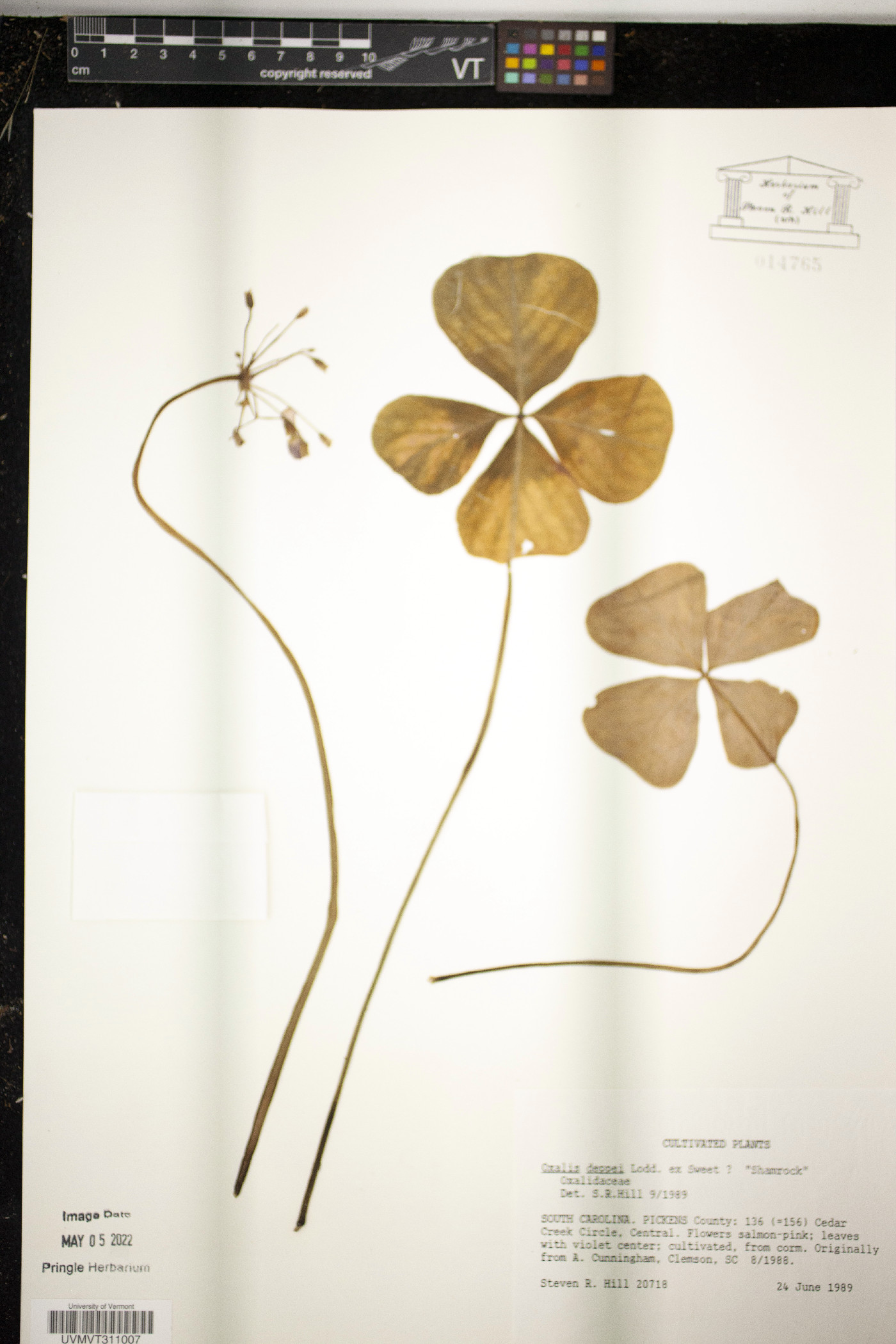 Oxalis deppei image