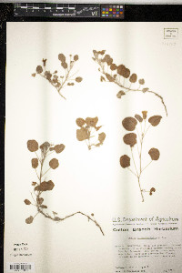 Oxalis dichondraefolia image