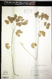 Oxalis grandis image