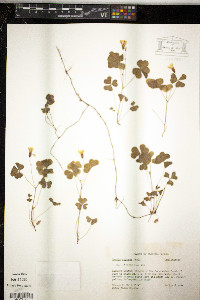 Oxalis priceae image