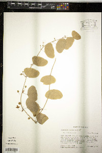 Passiflora filipes image