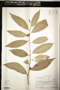 Heisteria acuminata image