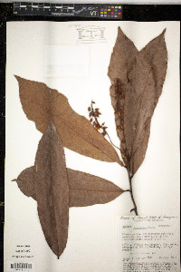 Media resource of Ouratea ferruginea