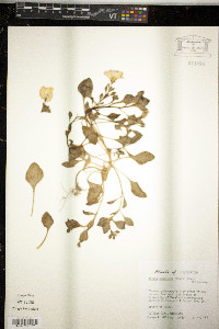 Nolana acuminata image