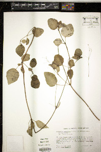 Boerhavia paniculata image