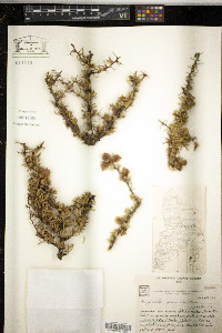 Image of Bougainvillea spinosa