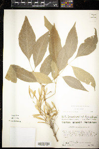 Fraxinus berlandieriana image