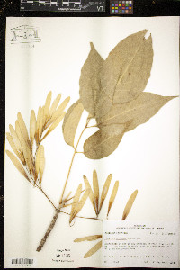 Fraxinus profunda image