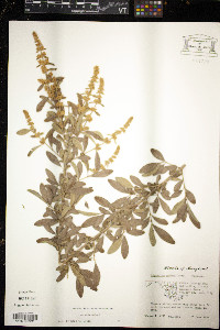 Ligustrum quihoui image