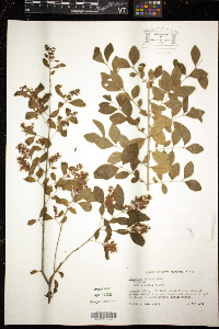 Ligustrum sinense image