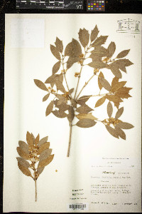 Osmanthus ilicifolius image