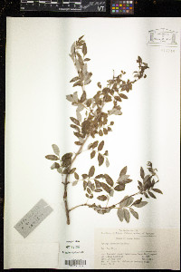 Image of Syringa pinnatifolia