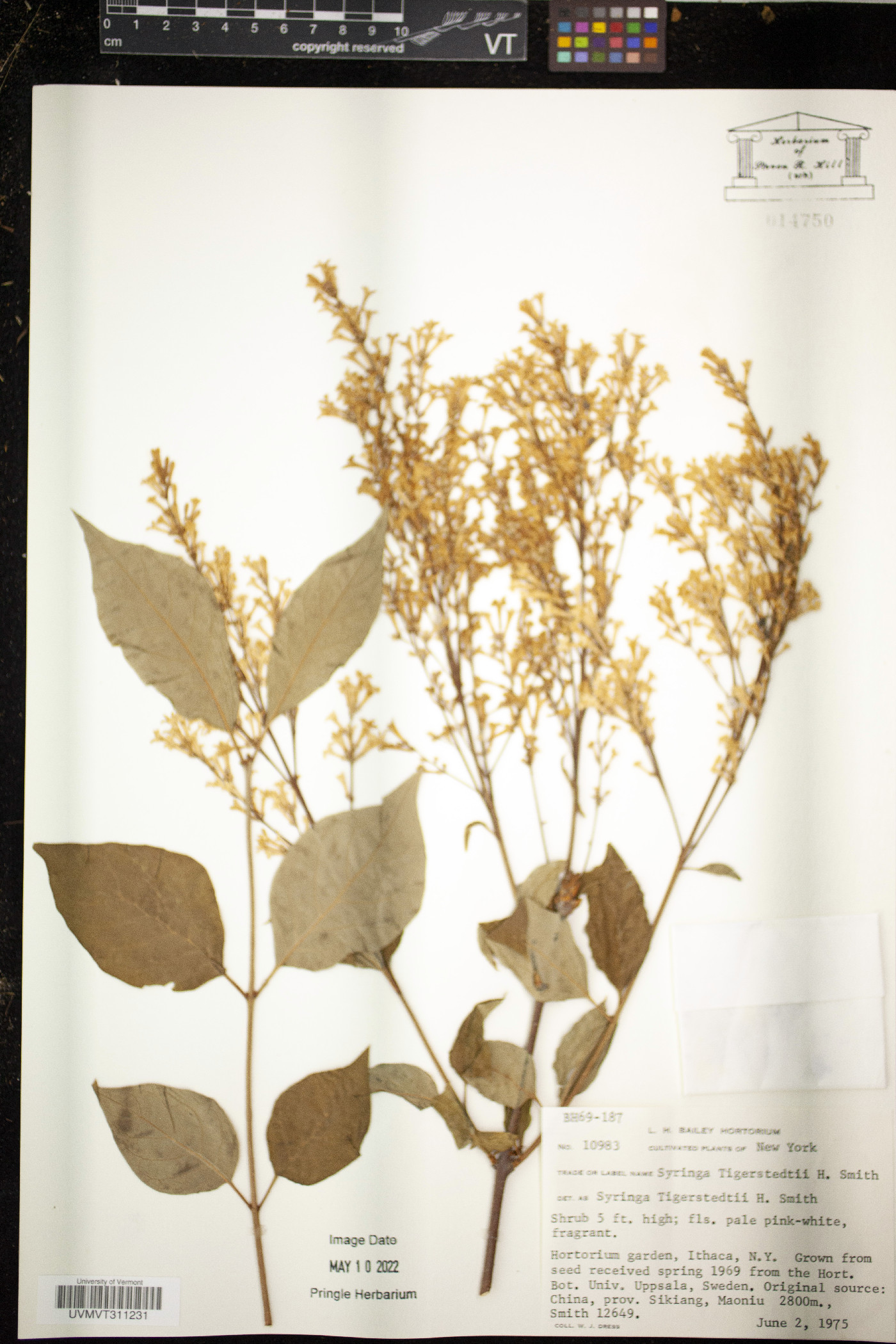 Syringa tomentella subsp. sweginzowii image