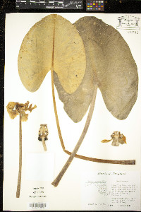 Nuphar advena image