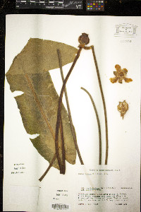 Nuphar sagittifolia image