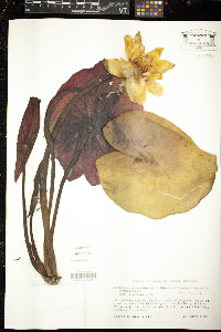 Image of Nymphaea amazonum