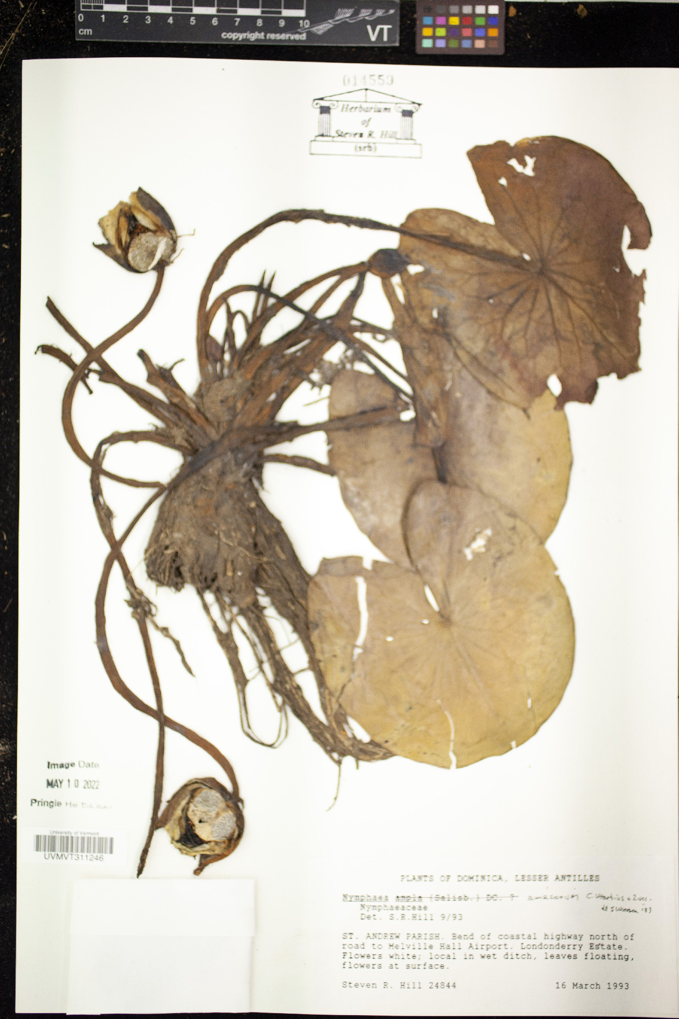 Nymphaea amazonum image