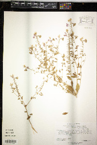 Eremothera boothii image