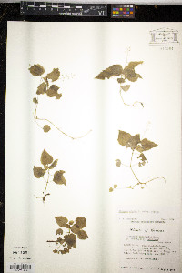 Circaea alpina image