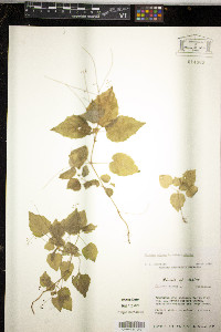 Circaea alpina image