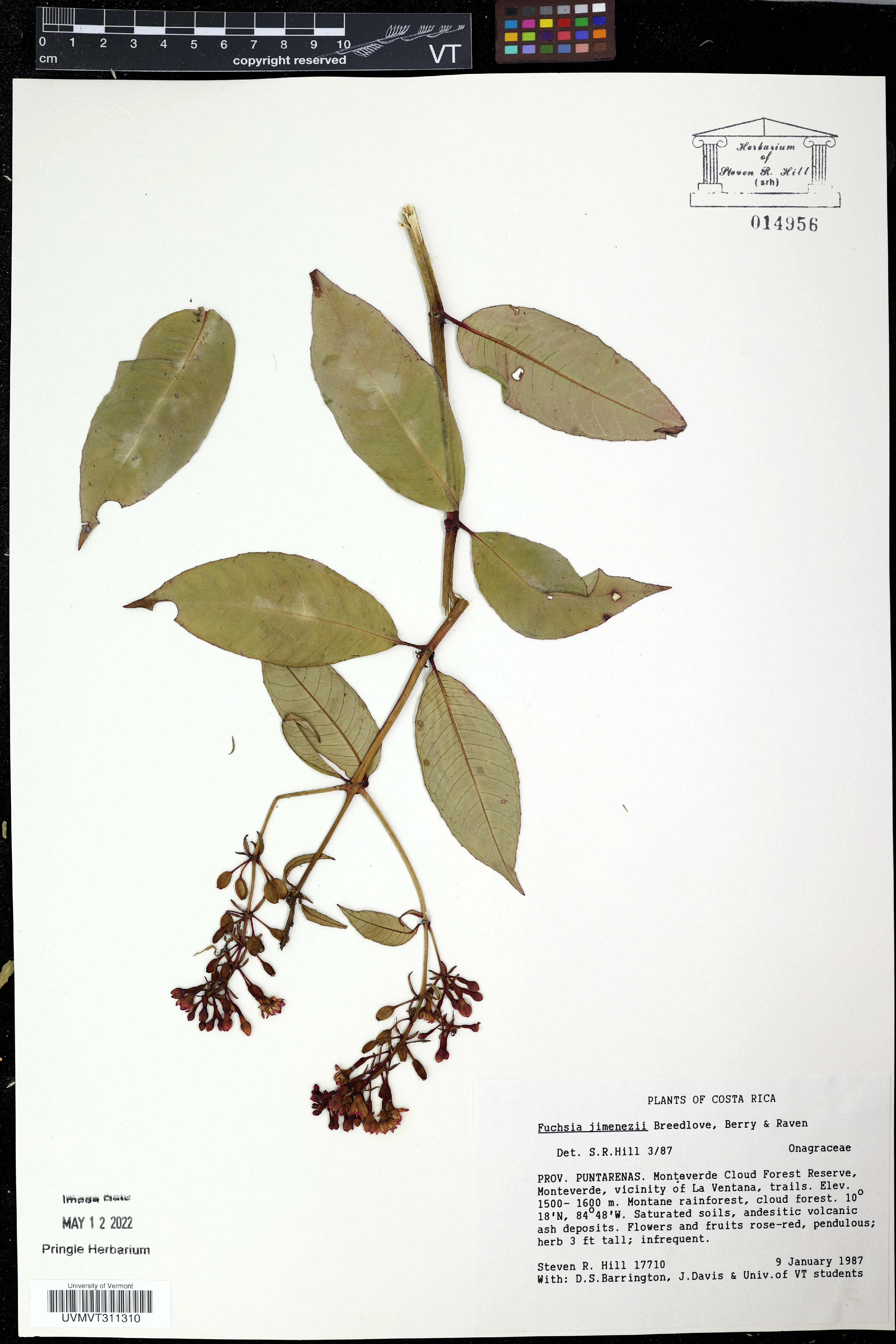 Epilobium pyrricholophum image