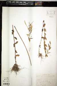 Image of Epilobium pyrricholophum