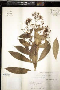 Fuchsia arborescens image