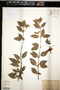 Image of Fuchsia gracilis