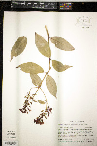 Fuchsia jimenezii image