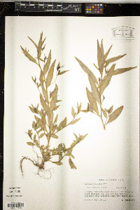 Ludwigia decurrens image